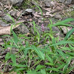 Persicaria longiseta