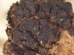 Placidium squamulosum