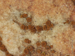 Xanthocarpia marmorata