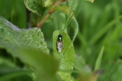 Chloromyia formosa
