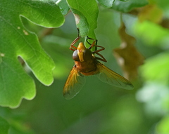 Volucella