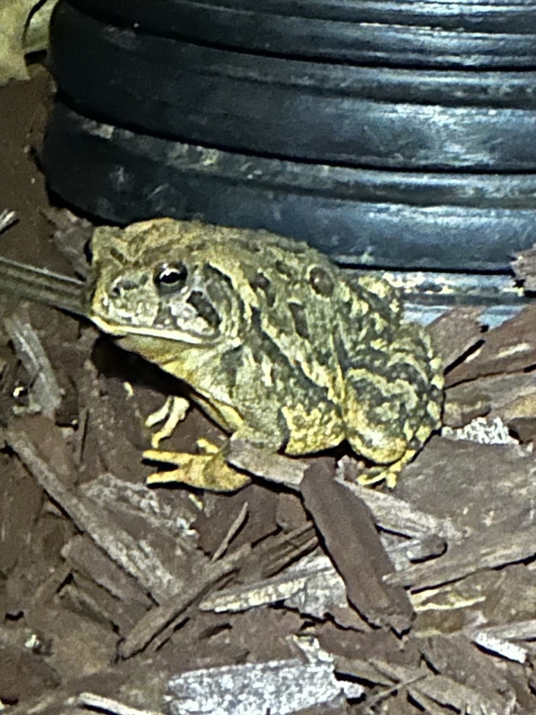 Fowler's Toad from Pheasant Ct, Pittsboro, NC, US on September 6, 2024 ...