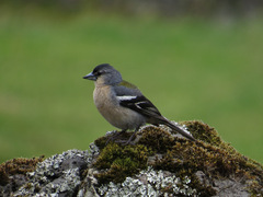 Fringilla coelebs moreletti