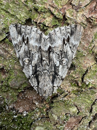 Yellow-Gray Underwing photo 5