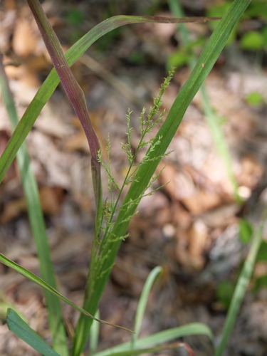 Image of Coleataenia anceps by (c) Alexandria Szakacs, some rights reserved (CC BY)