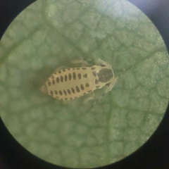 Eucallipterus tiliae