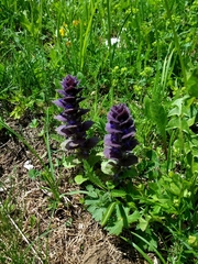 Ajuga pyramidalis pyramidalis