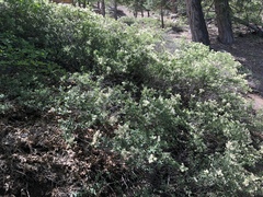 Ceanothus cordulatus