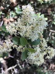 Ceanothus cordulatus