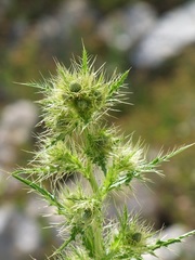Cirsium candelabrum