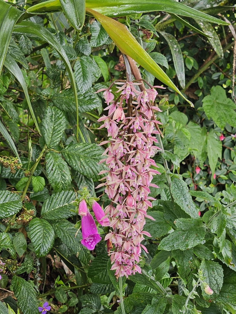 Epidendrum klotzscheanum