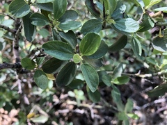 Ceanothus cordulatus