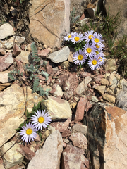 Townsendia rothrockii