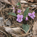 Viola violacea - Photo (c) Lee, seong-won, some rights reserved (CC BY-NC), uploaded by Lee, seong-won