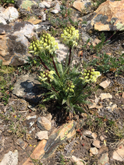 Pedicularis parryi