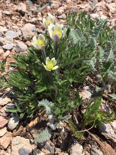Anemone multifida var. saxicola
