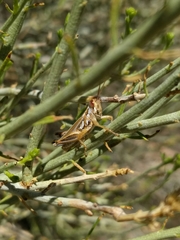 Hesperotettix viridis