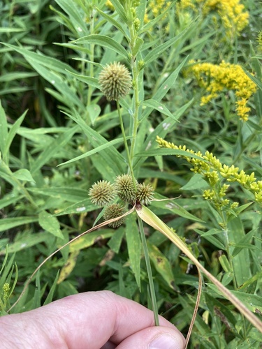 Cyperus echinatus iNat (1)