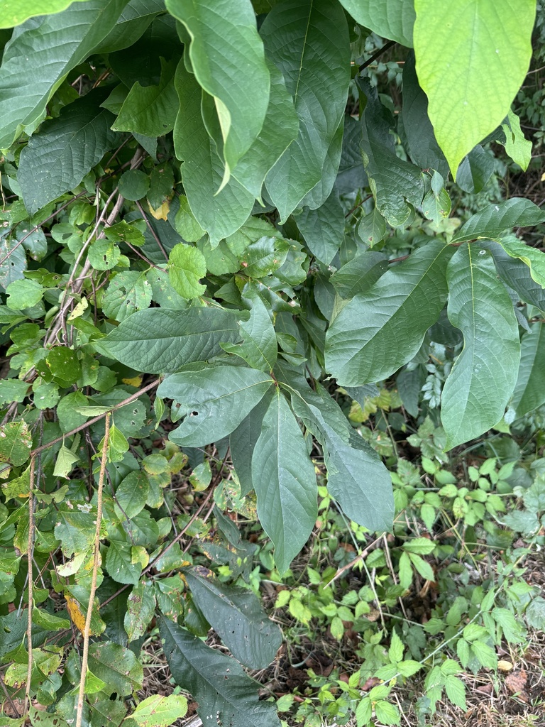 common pawpaw from Tuckahoe State Park, Ridgely, MD, US on September 7 ...