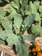 Brassica oleracea viridis