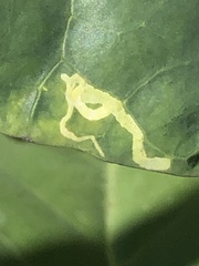 Brassica oleracea albiflora