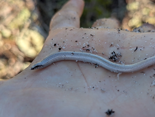 Florida Sand Skink, Plestiodon reynoldsi
