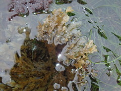 Dictyopteris undulata