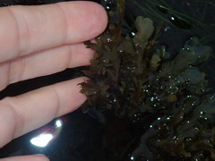 Dictyopteris undulata