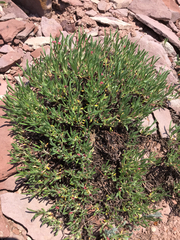 Eriogonum coloradense