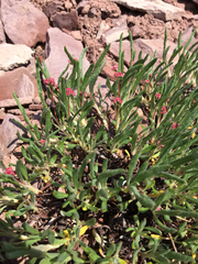 Eriogonum coloradense