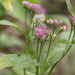 Marsh Fleabane - Photo (c) wendyinmd, some rights reserved (CC BY-NC)