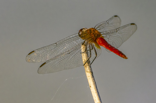 iNaturalist observation photo of Red-tailed Pennant