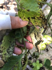 Septoria lycopersici