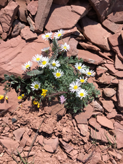 Erigeron pinnatisectus