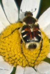 Trichiotinus viridans