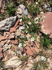 Cerastium beeringianum