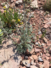 Artemisia scopulorum