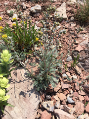 Artemisia scopulorum