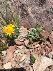 Packera werneriifolia