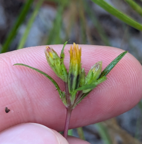 Image of Pectis linearifolia by no rights reserved