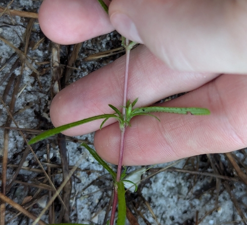 Image of Pectis linearifolia by no rights reserved