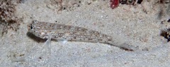 Istigobius decoratus