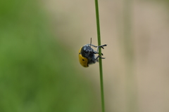 Lachnaia sexpunctata