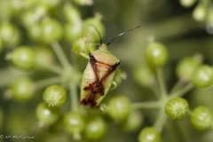 Elasmostethus atricornis