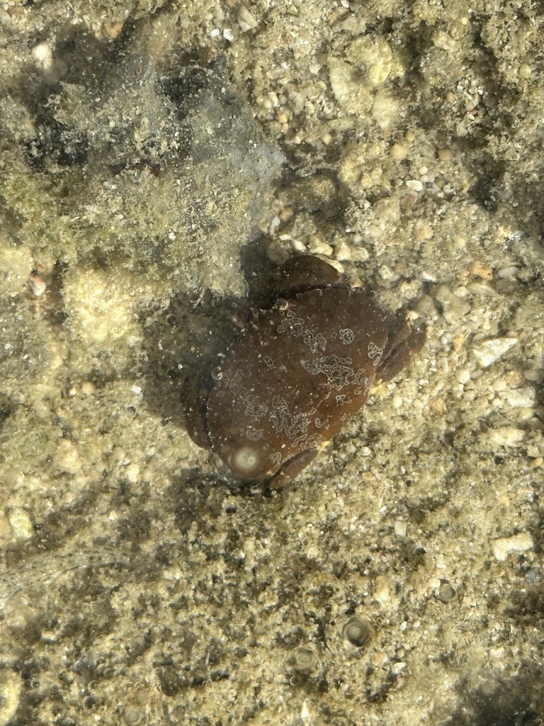 Floral Egg Crab