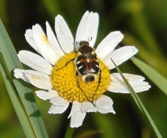 Trichiotinus viridans