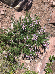 Oxytropis borealis
