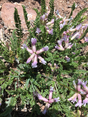 Oxytropis borealis