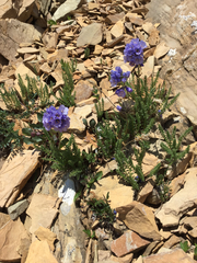 Polemonium viscosum