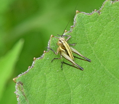 Eupholidoptera